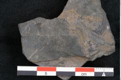 Foto (Detailansicht) von Cupanites novae zeelandiae Ettingshausen (NHMW-GEO-2024-0188-10258)